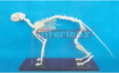 BIG CAT SKELETON MODEL